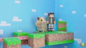 Хомячки играют в домике! Запутанный лабиринт #6