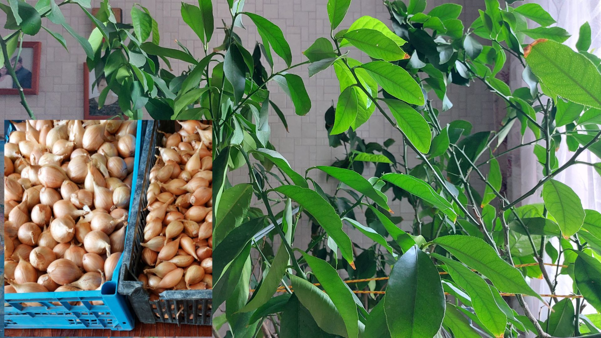 Первый выход в огород. 13.04.26