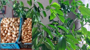 Первый выход в огород. 13.04.26