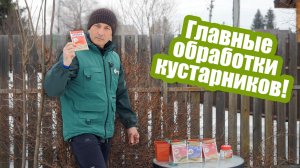 Обработка кустарников весной: сроки и препараты