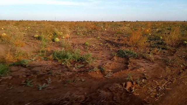 Осенние воспоминания) Бахча у посёлка Лиманный