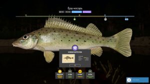 НОВЫЕ РАЗДАЧИ ТРОФЕЕВ НА ВЬЮНКЕ ЛАДОЖСКОМ ОЗЕРЕ, ФАРМЫ НА МОРЕ МЕДНОМ ОБЗОР РУССКАЯ РЫБАЛКА 4 РР4