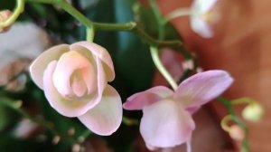 Орхидеи 🌺  Как развиваются Китайские подростки 🪴🎋🩷