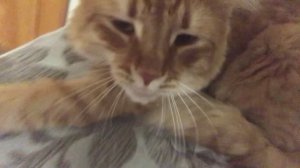 Котик крутится, 17-ая игра в темноте мутиться.