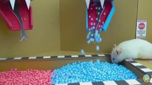 Хомячки играют в домике! Запутанный лабиринт #5