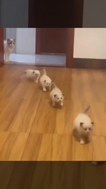 Котеки идут