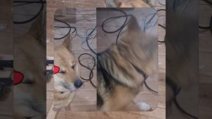 1000056002.mp4 (Собака наблюдает за устройством лестницы на 2-ой этаж в доме А-фрейм)