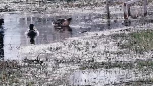 Утки на пруду