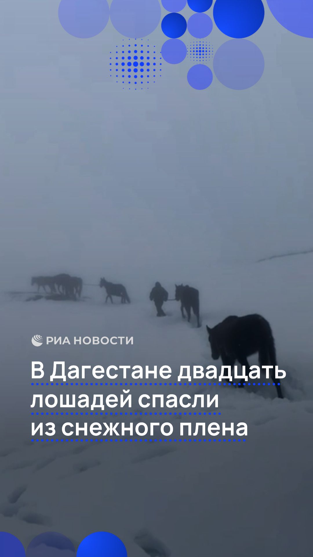 В Дагестане двадцать лошадей спасли из снежного плена