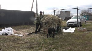 Один на хозяйстве//Жену забрала скорая//