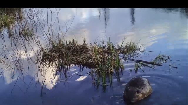 Бобер-пловец часть 2