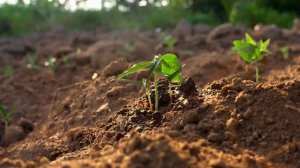 🎶НОВАЯ ПЕСНЯ_🌾Что посеял - то пожнёшь_🌾Автор слов_ Елена Парипа❤️