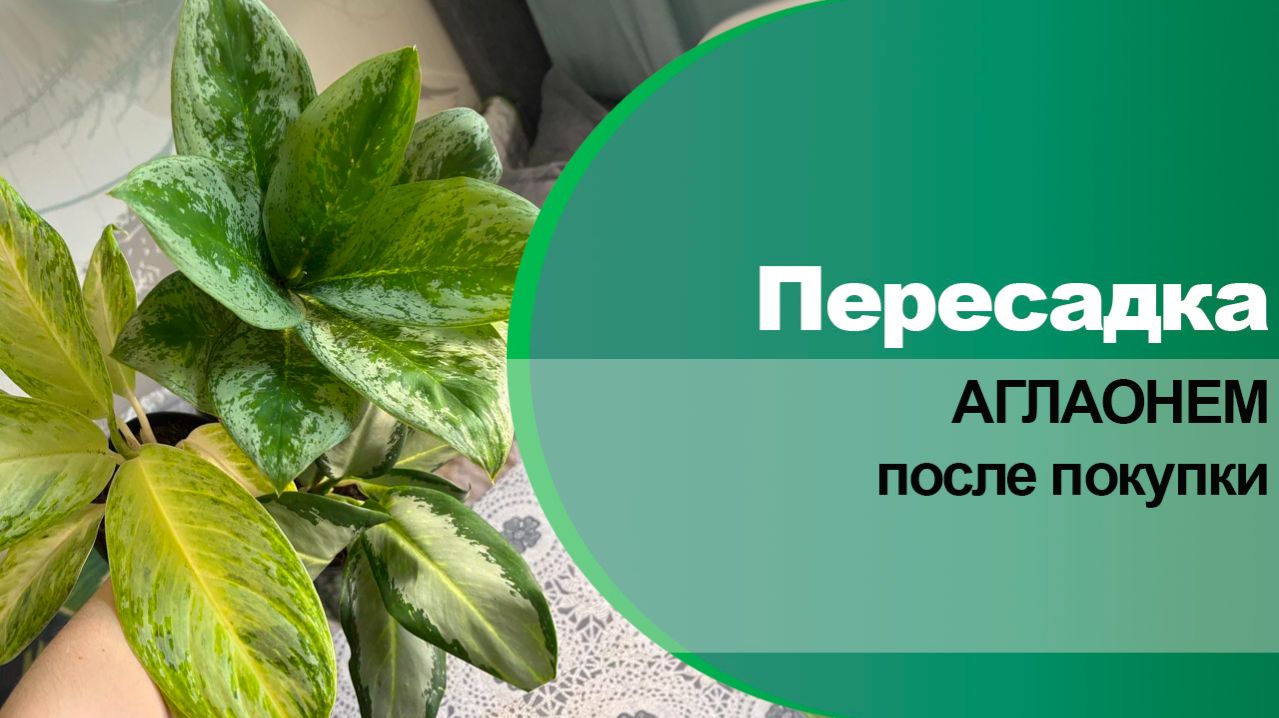 Пересадка аглаонем после покупки. Как пересаживать аглаонемы, какой грунт нужен..
