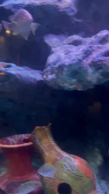 Рыбки в океанариуме ч.22