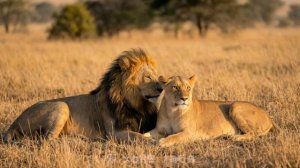 «Ленинград» выпустил песню «Зверь» в день рождения Сергея Шнурова.