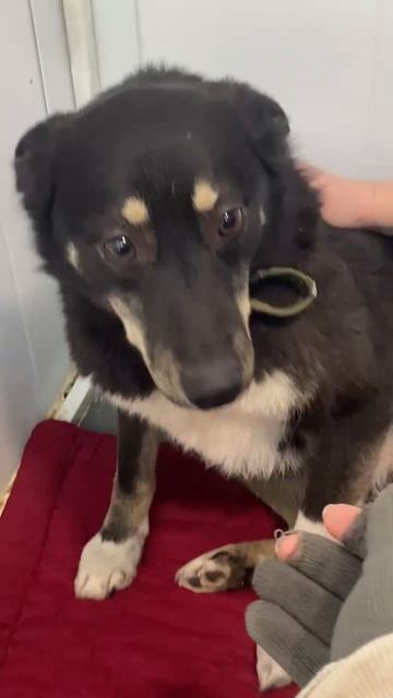 Пума - очень умная и позитивная некрупная собака, игрунья