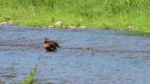 Купающиеся коршуны на каменистой речушке в Кемерово-2021 г