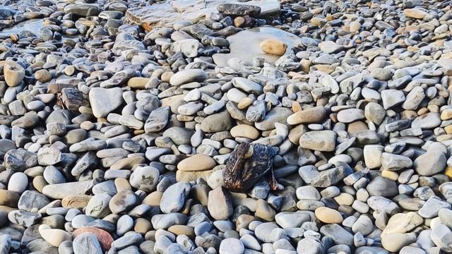 Анапа 13.04.2026 про птиц