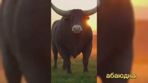 Бык тупогуб #видео #топ #рейтинг#очень #мультики#детям #абаюдна #рутуб