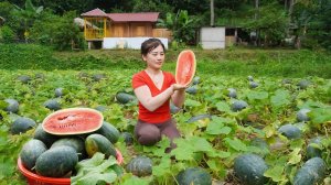 Собранный собственными руками урожай арбуза несу на продажу. Готовлю и кормлю свиней и кур. Нхат