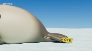 Super Shy Seals😳ㅣSEALOOKㅣEpisodes Compilation