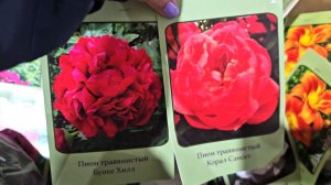 Магазин Светофор.Опять шикарные цветы