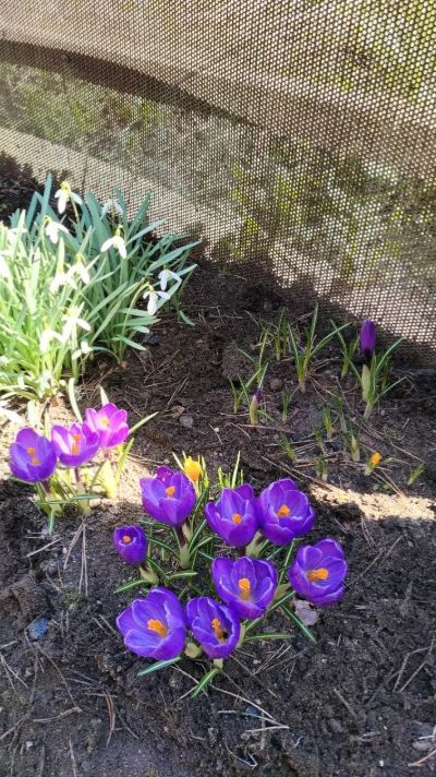 Красота первых весенних цветов, крокусы, Торопец #весна #крокусы #цветы #первыецветы #Торопец #апрел
