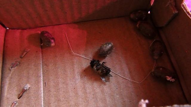 Эксперимент - из одного кокона была аккуратно извлечена осмия, результат в видео