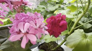 Пеларгонии в теплице, на подоконниках и балконе.