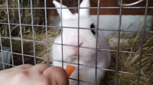 3. Городская ферма ВДНХ (3)