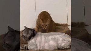 Что с тобой, брат?