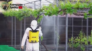 Первая обработка винограда (22.05.2024) (Видеоблог Давида Алверцяна)