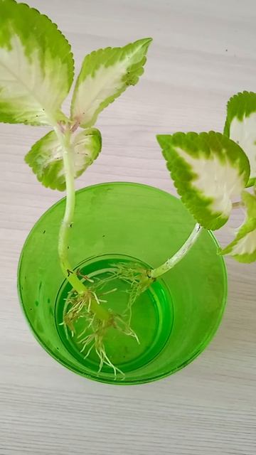 Колеус черенками всегда размножаю только так