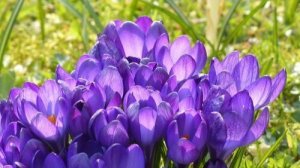 Весенний блюз для нас звучит