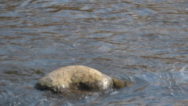 Кадры  дня 29 марта 2026 / Вечер/ Ижора. Межстоличье.