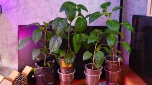 Перцам тесно в стаканах,корни переплелись,места рассаде не хватает.Что делать? Моя бредовая идея.😁