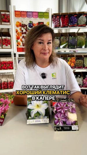 Как выбрать ЗДОРОВЫЙ КЛЕМАТИС?