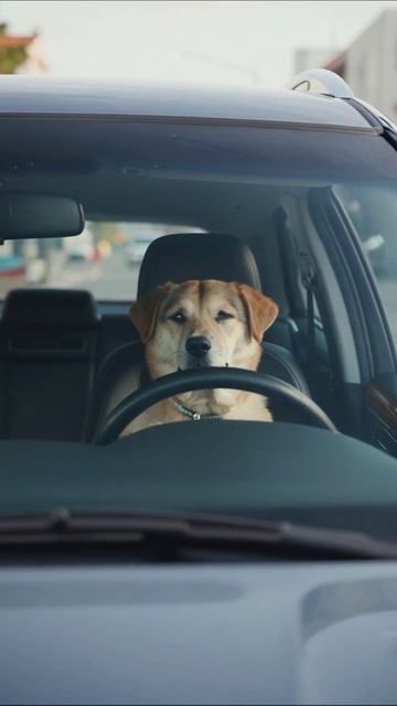 Собака за рулем: неординарный водитель! #собака #приключения #вождение