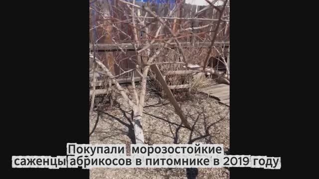 Абрикосы в Сибири