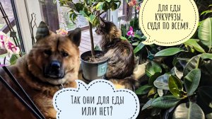 Путешествие фазанов через ручей в вольер с кукурузами. Следим за курвочками из окна