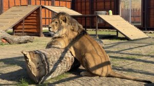 Столько дел с утра,а у Шерхана лянота