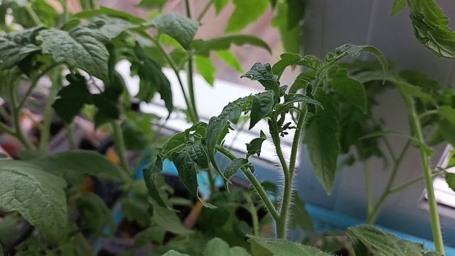 Как выглядит рассада помидоров в возрасте ровно 1 месяц