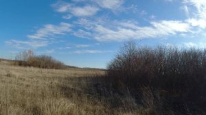 Куропатка осень