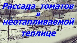 Как пережила РАССАДА ТОМАТОВ понижение температуры В НЕОТАПЛИВАЕМОЙ ТЕПЛИЦЕ.