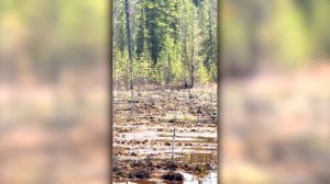 Как нападает медведь