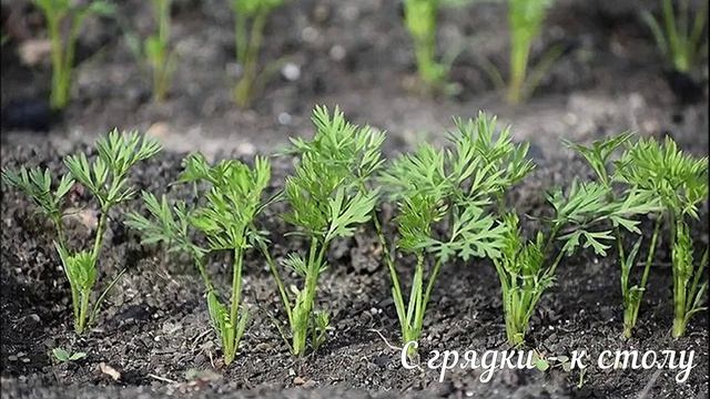 Посев моркови весной: Как и когда посеять морковь для получения высокого урожая!