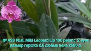 № А26 Phal. Miki Leopard Lip 100 peloric  2 eyes размер горшка 2,5 дюйма
