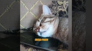 Кот прожил 12 лет,благодаря голосовому...