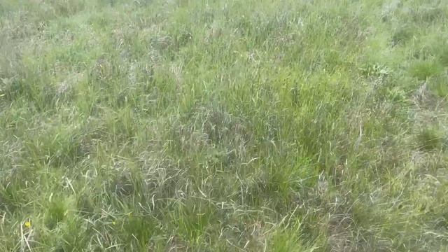 Дикие тюльпаны Калмыкия 11.04.2026 часть 2