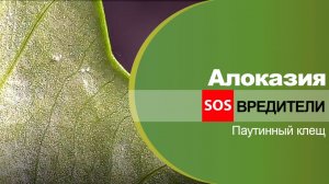 Алоказия. Вредители. Паутинный клещ.